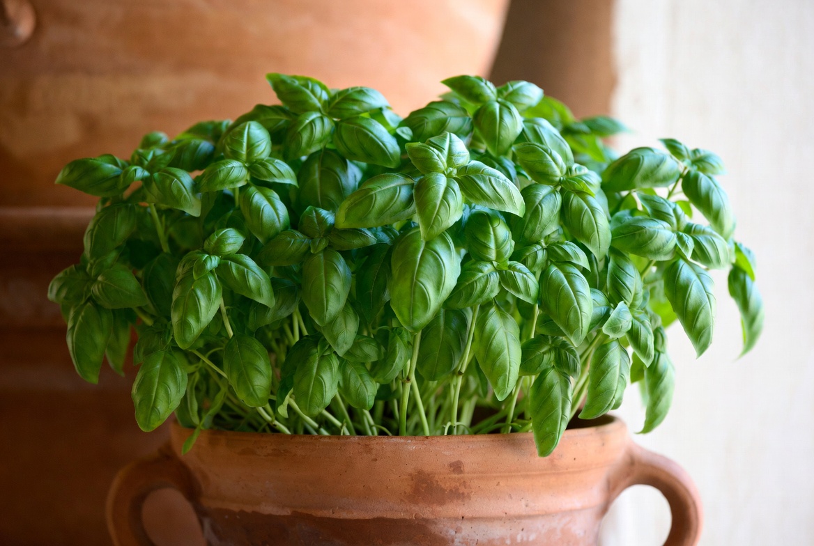 A lush pot of fresh basil in a terracotta planter — the fresh kind, with its short period of real vitality.